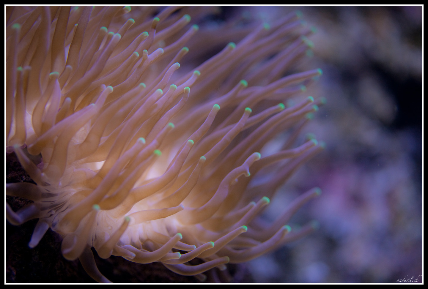 Anemone