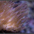 Anemone