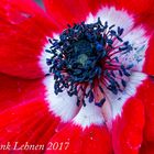 Anemone