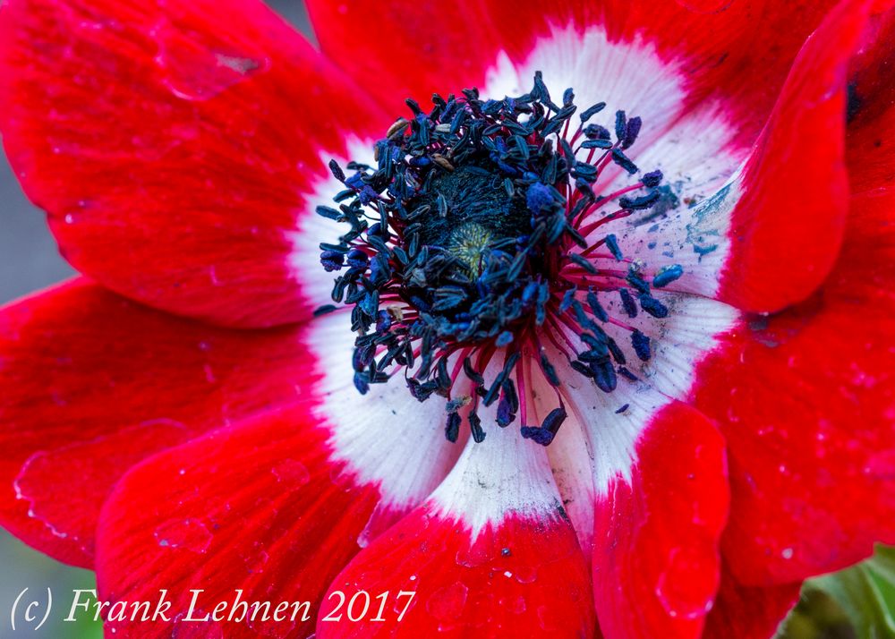 Anemone