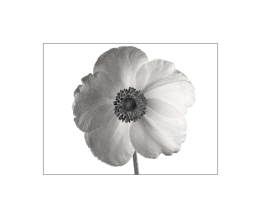 :: anemone ::