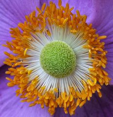 Anemone