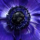 Anemone