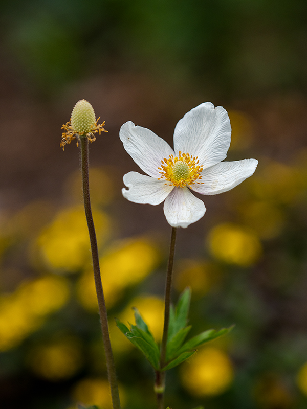 Anemone