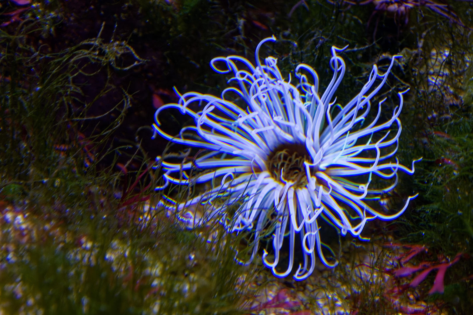 Anemone