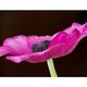 Blumen u.co.
