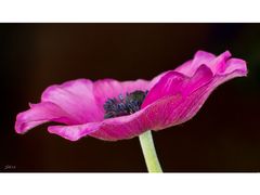 Anemone