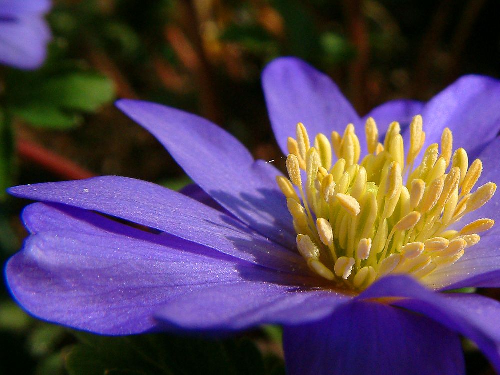 Anemone