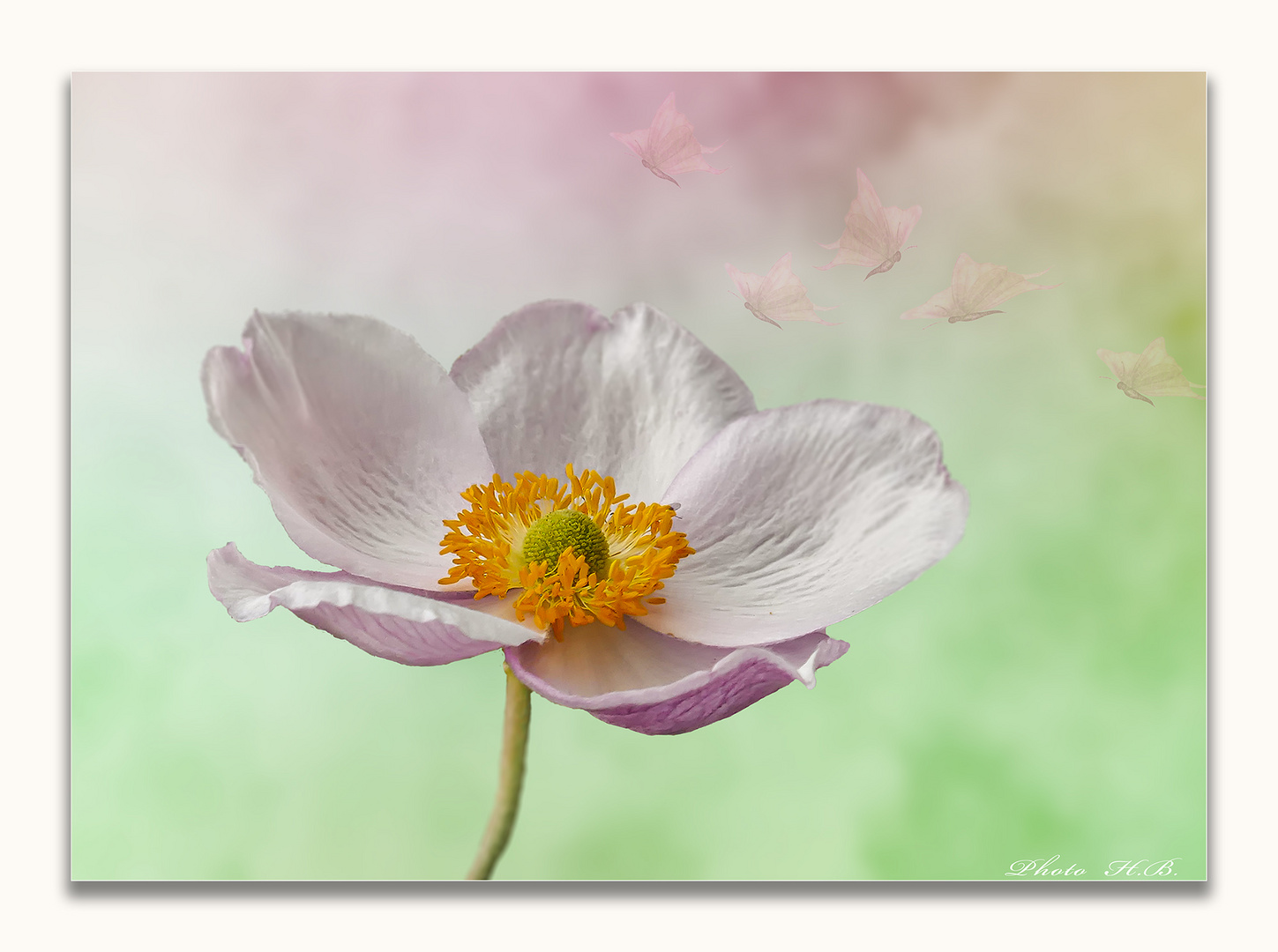 Anemone