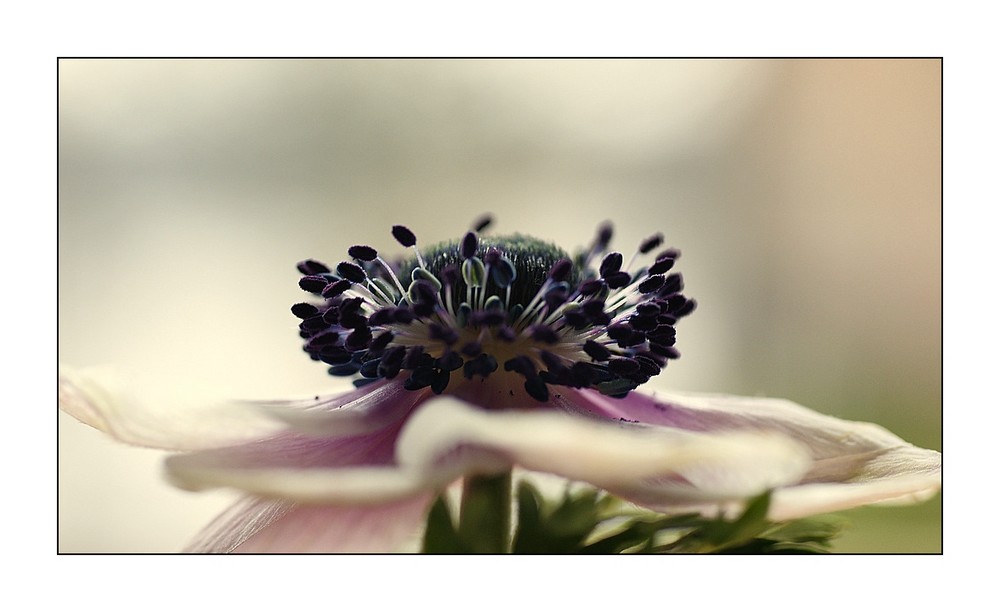 Anemone