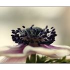 Anemone