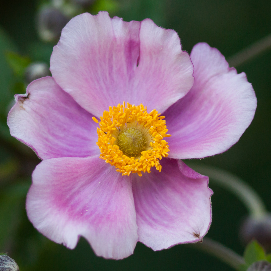 Anemone 5