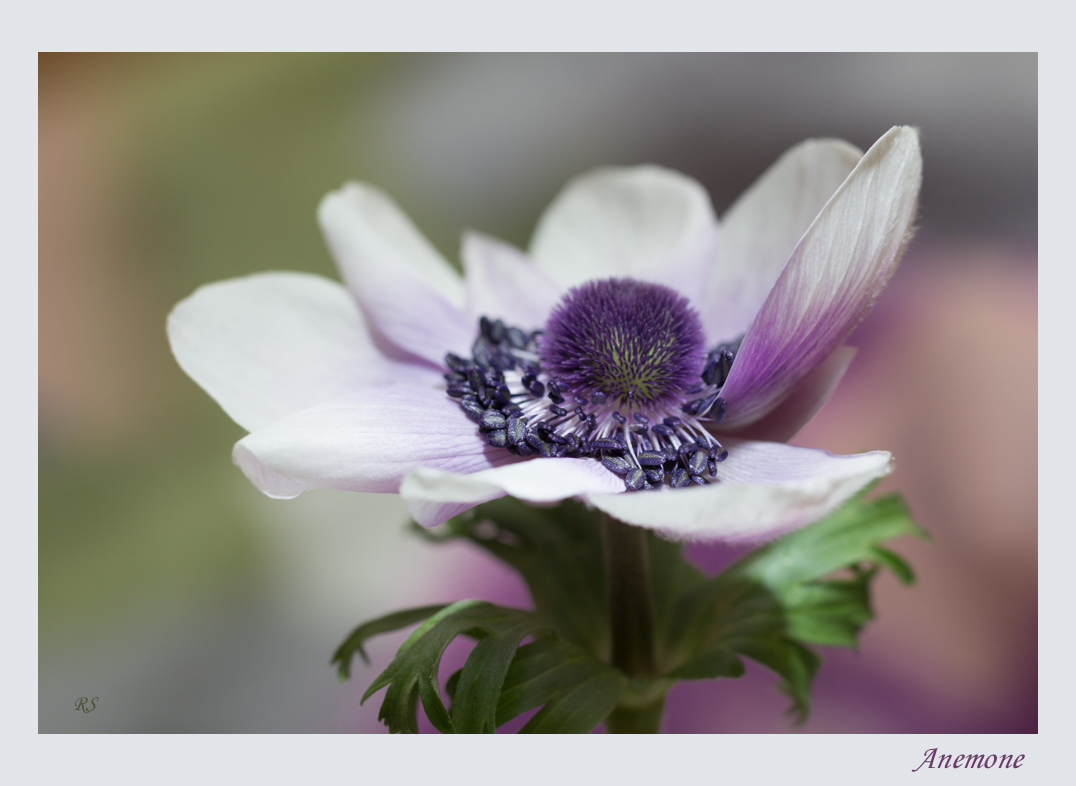 Anemone