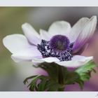 Anemone