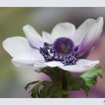 Anemone