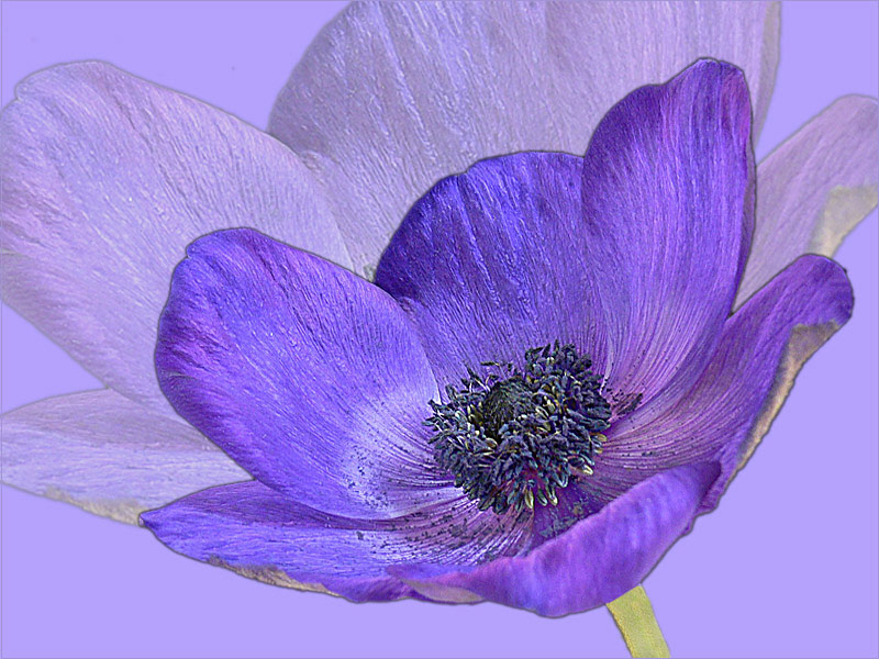 Anemone