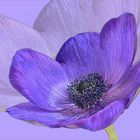 Anemone