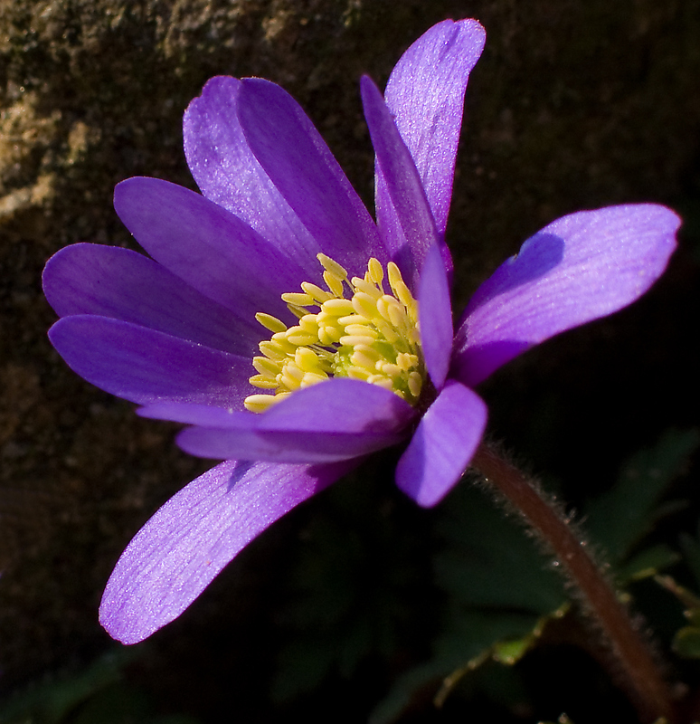 Anemone