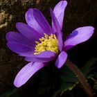 Anemone