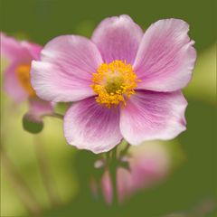 Anemone