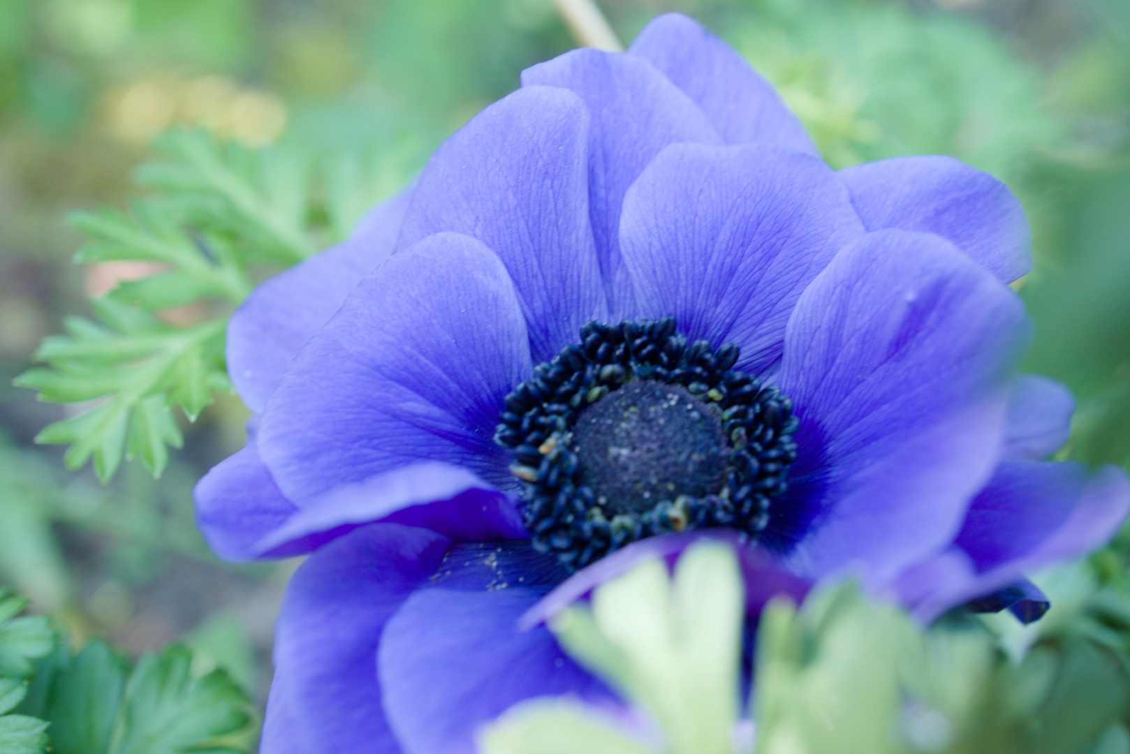 Anemone