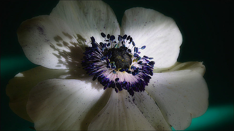 Anemone ...