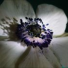 Anemone ...