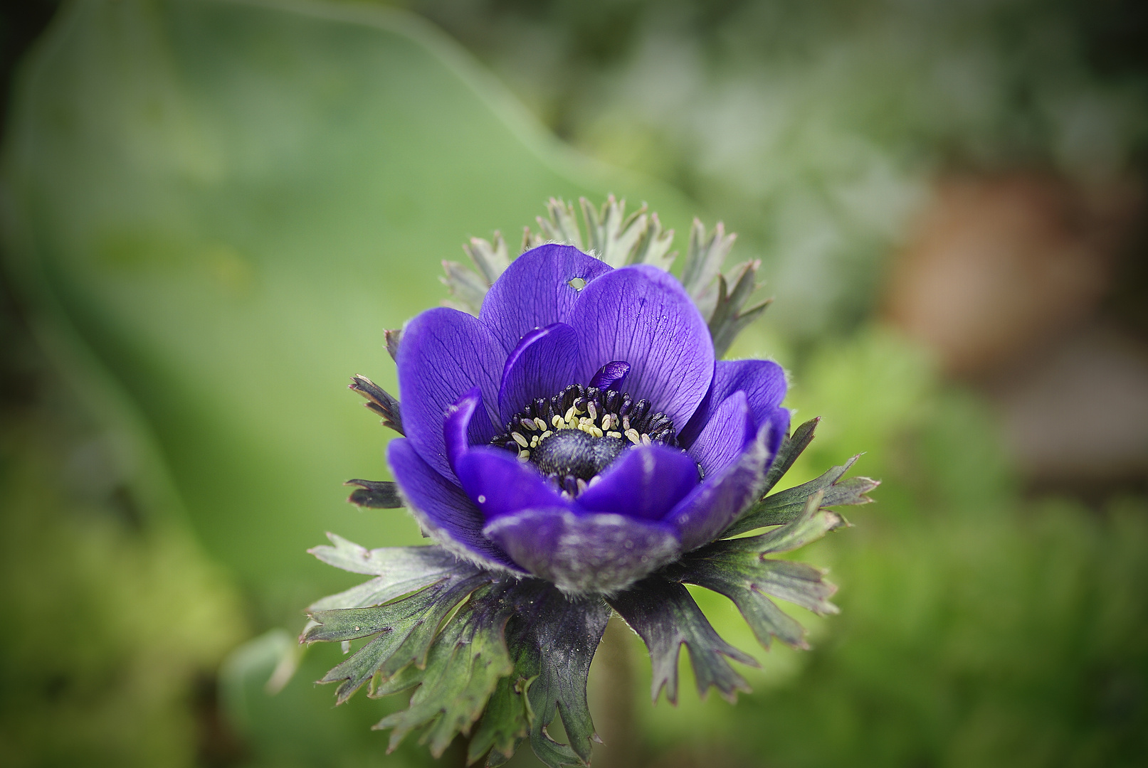 Anemone