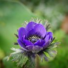 Anemone