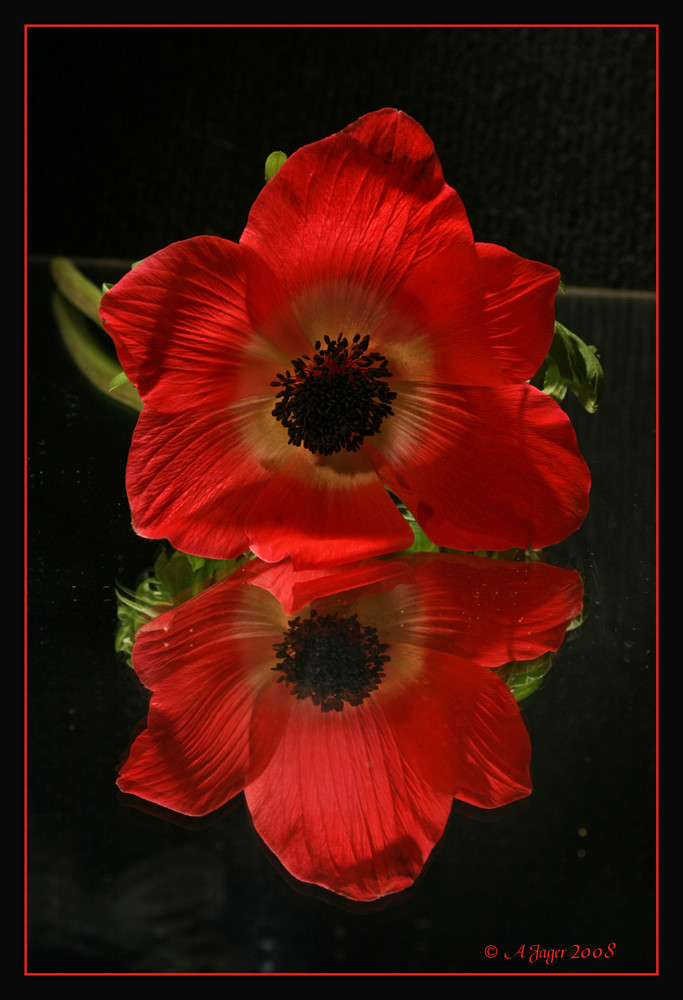 Anemone..