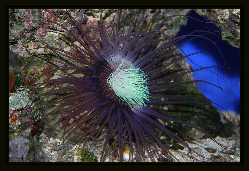 Anemone?!?