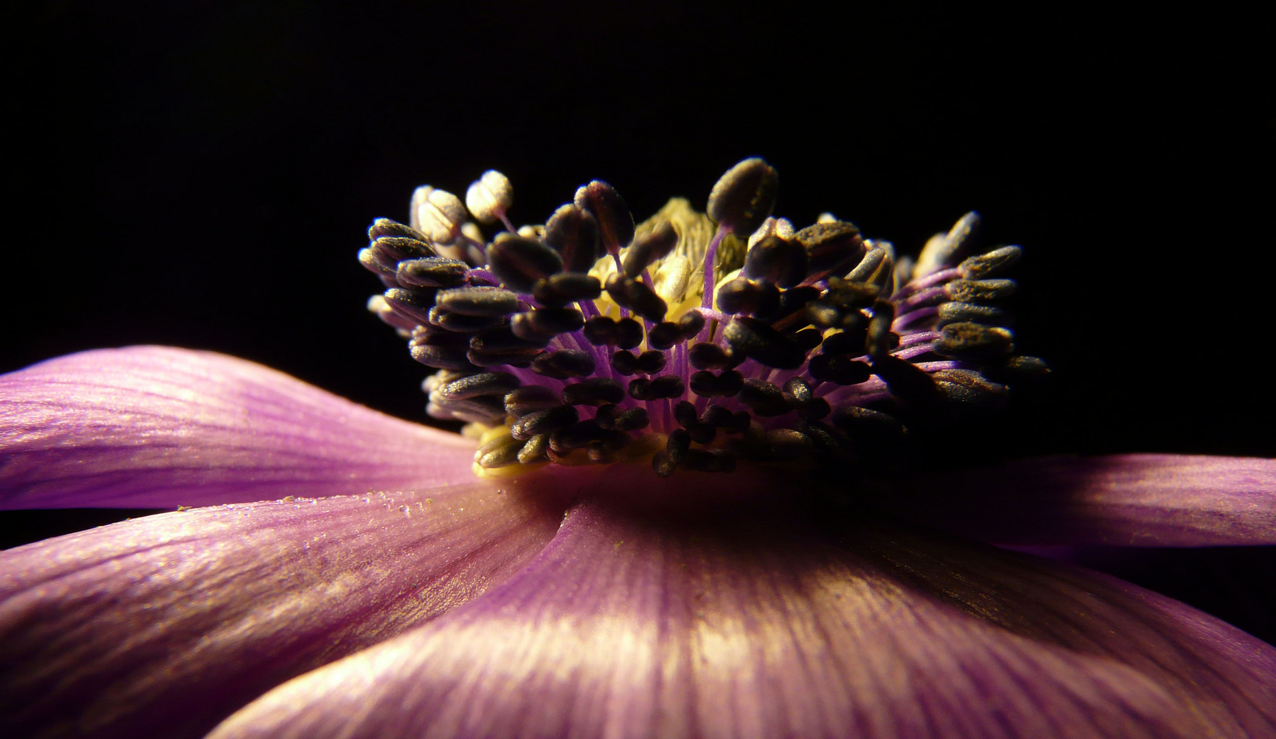 Anemone