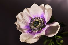 Anemone