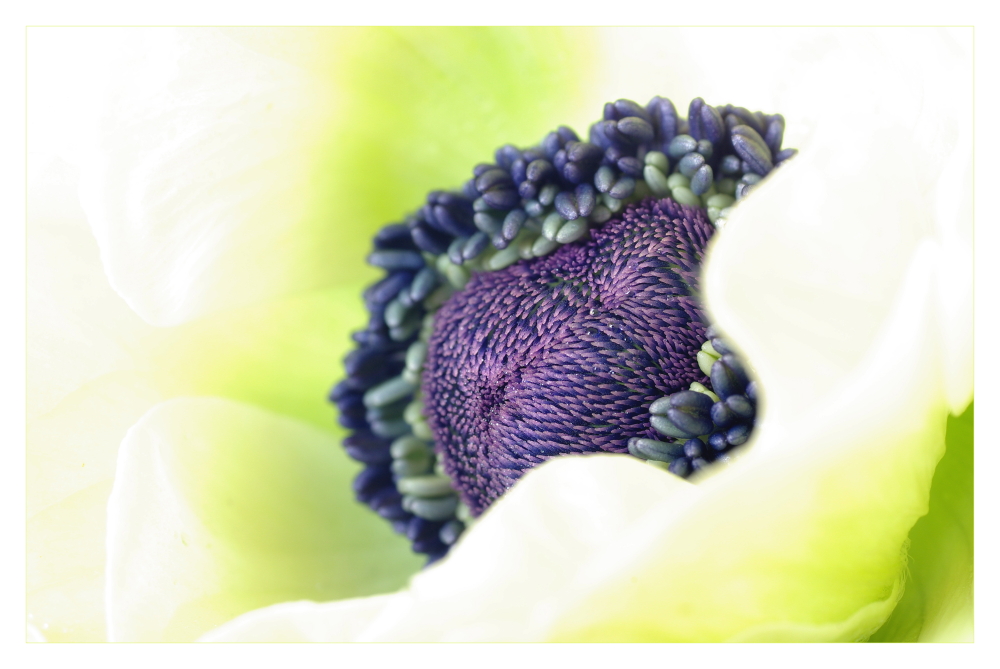 anemone