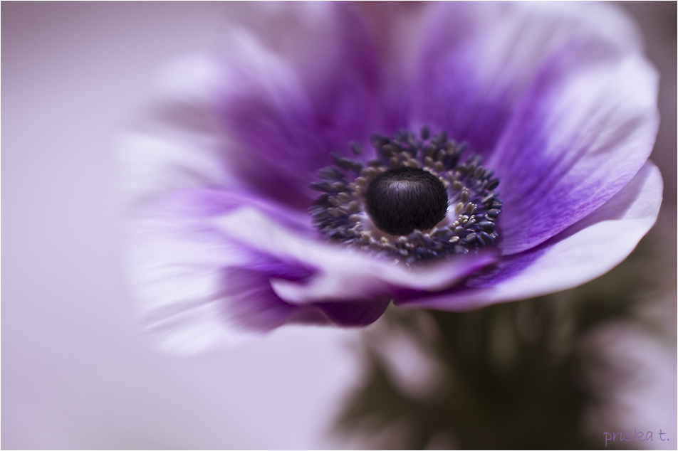 .anemone.