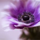 .anemone.