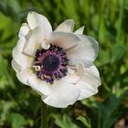 Anemone