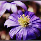 Anemone