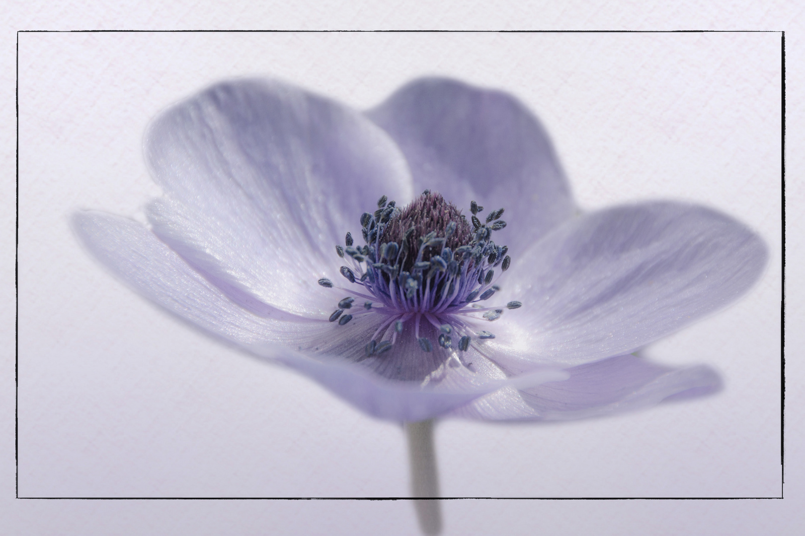 Anemone 6