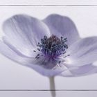 Anemone 6