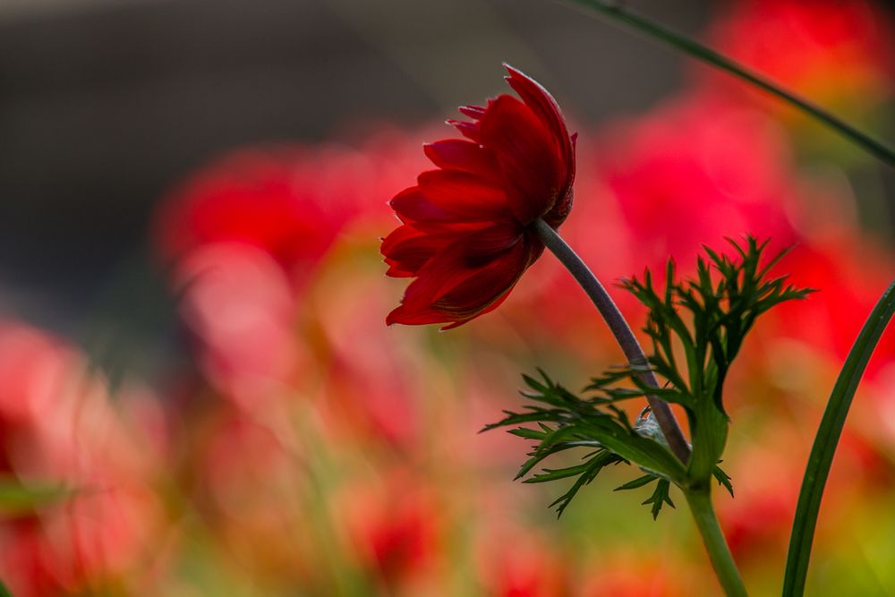 Anemone von Bernhard Semlitsch 