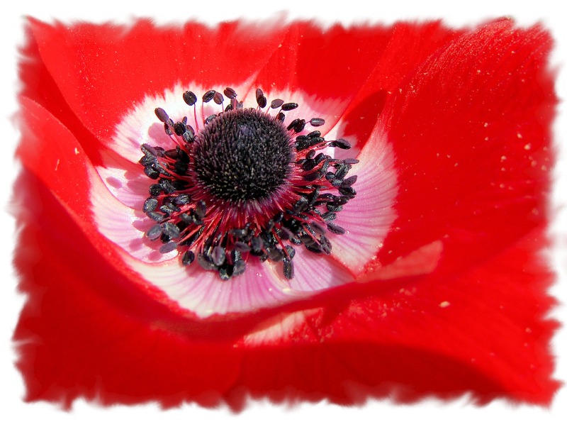 Anemone