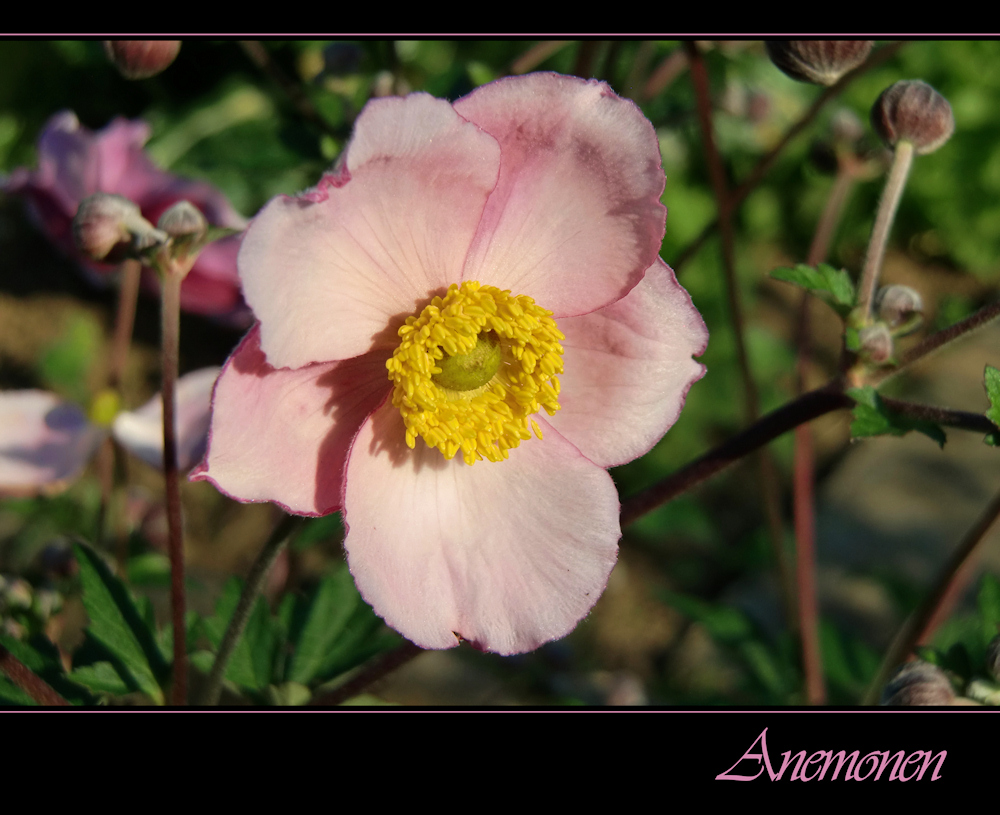 " Anemone "