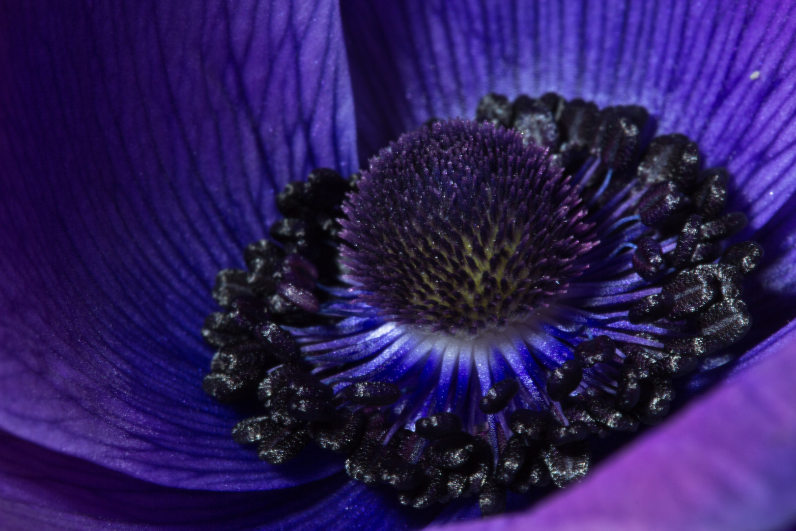 Anemone