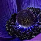 Anemone