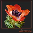 Anemone