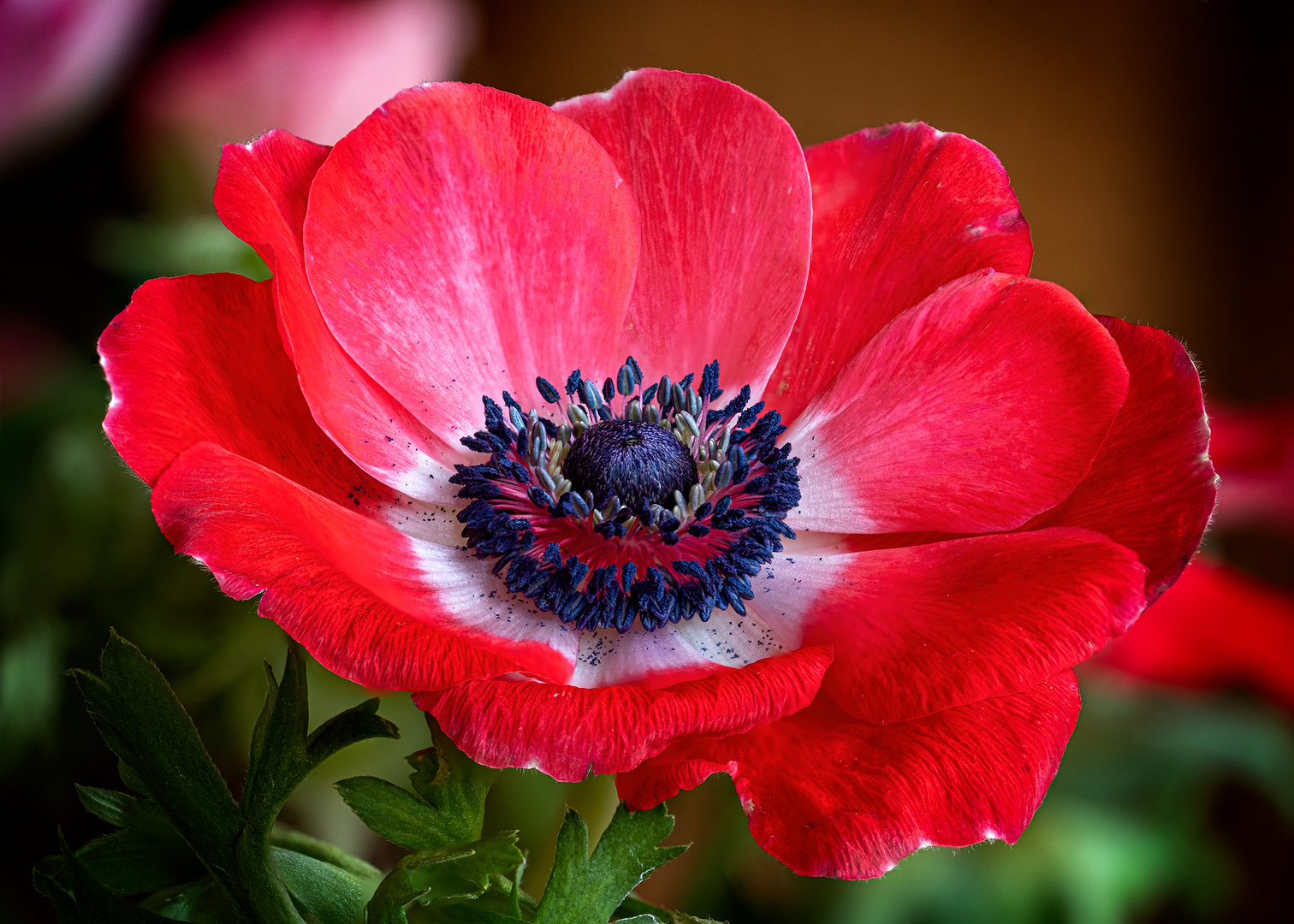 Anemone