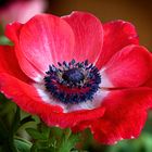 Anemone