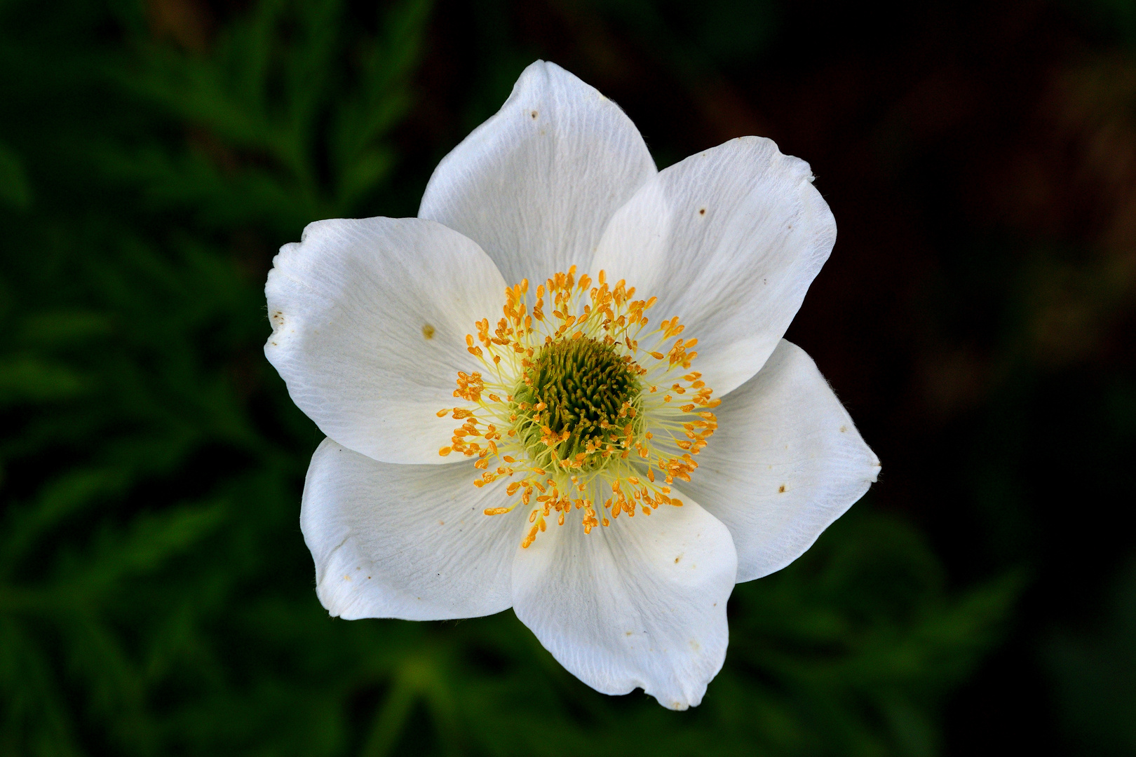 Anemone