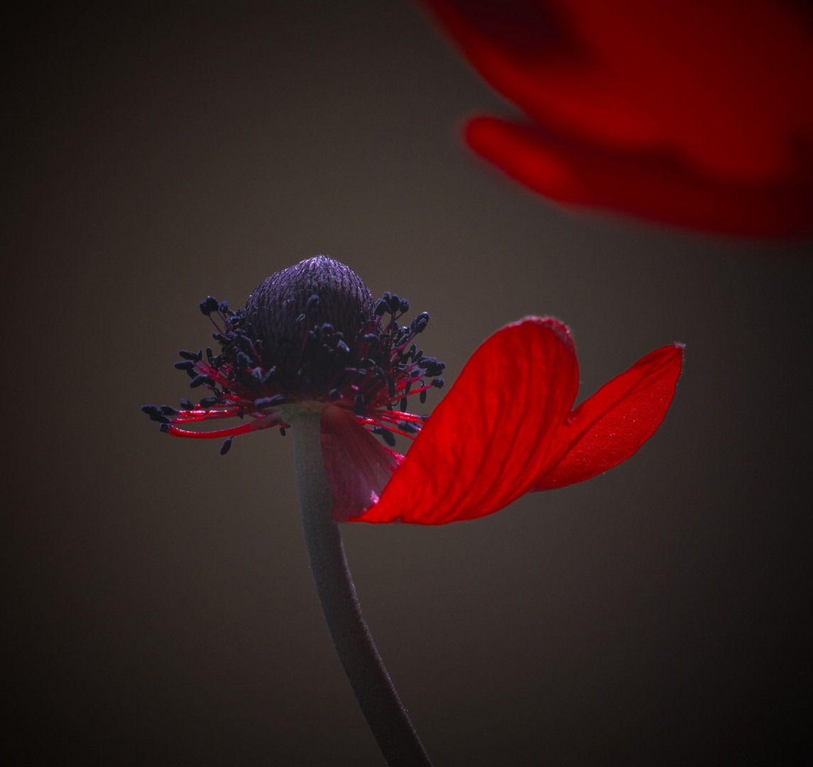 Anemone 7